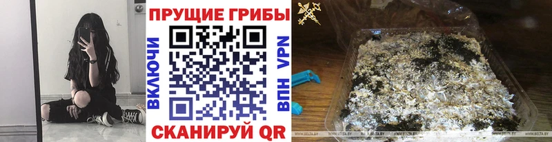 купить наркотики цена  Железногорск-Илимский  Псилоцибиновые грибы Psilocybe 